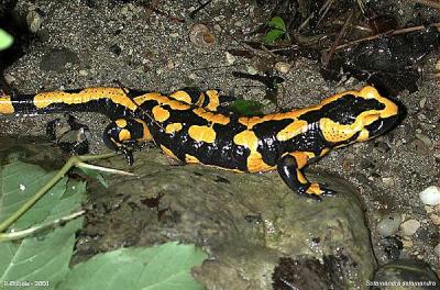 20071207223413-salamandra-salamandra-terrestris-4.jpg